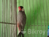 জাভা পাখি